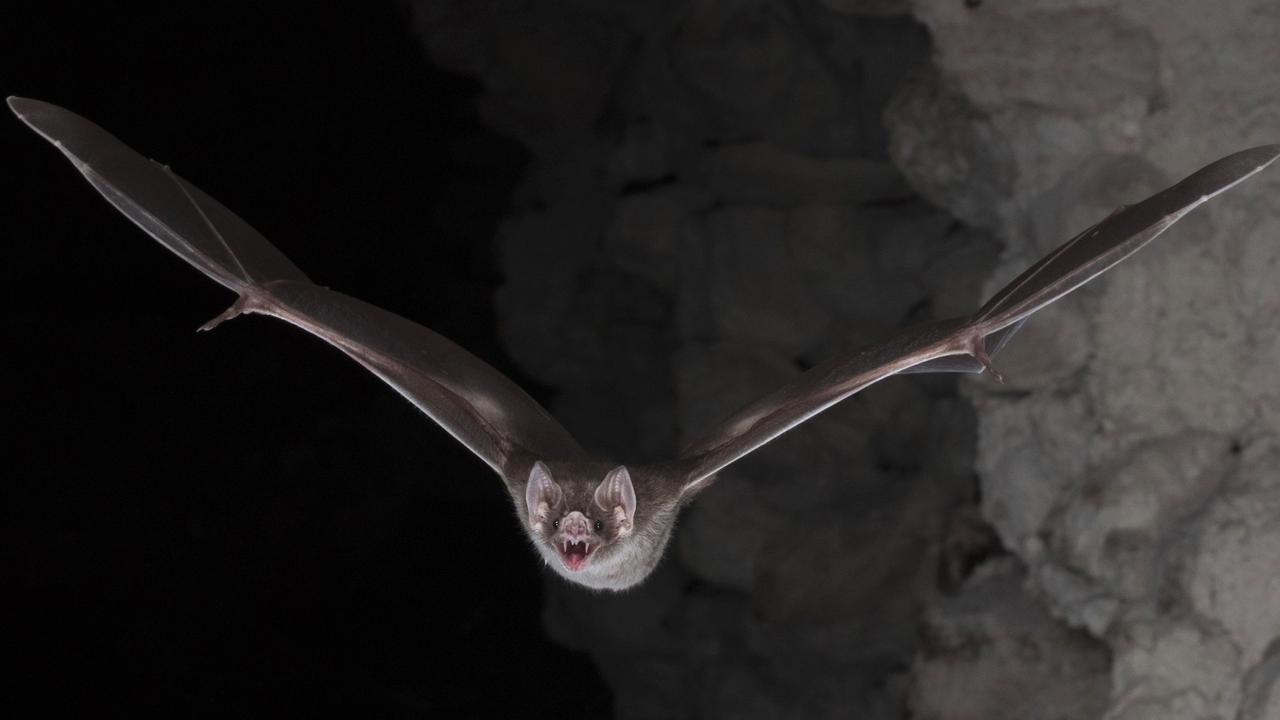 The vampire bat is the only mammal species that feeds exclusively on blood. Unlike other feeding strategies, drinking blood is an evolutionary specialisation, as blood is a nutrient-poor resource low in carbohydrates and vitamins. Picture: AFP Photo/Nature Publishing Group/Brock Fenton