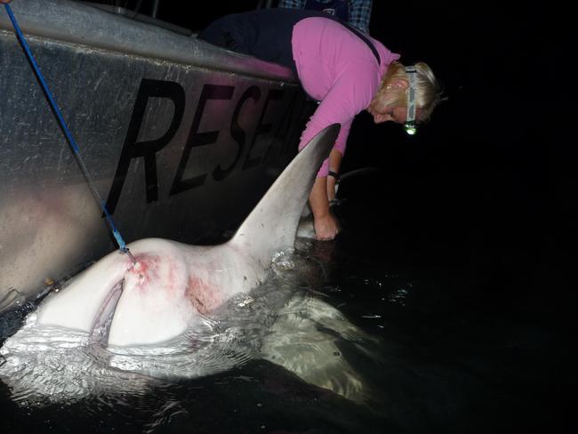 A researcher tags a bull shark in Sydney Harbour as part of a tag and release program to follow their movements in and around the harbour in Sydney.