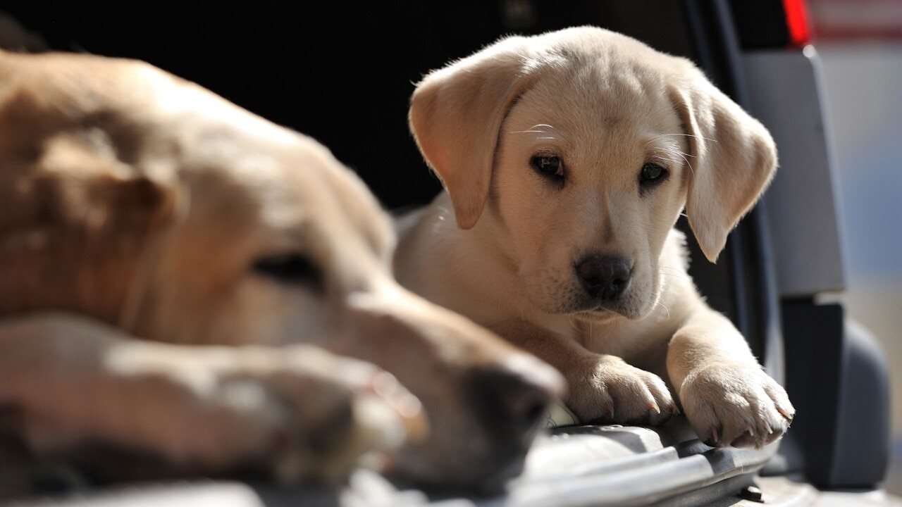 Study finds dogs understand languages