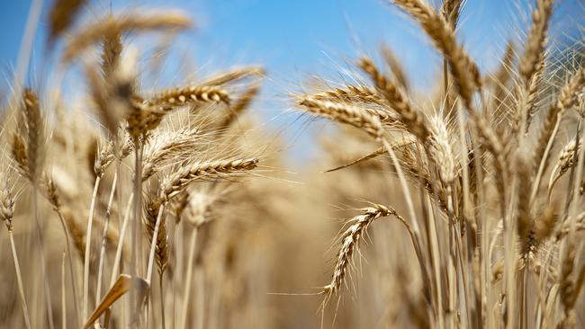 Last summer’s grain harvest was one of the best on record, prompting record returns for annual farmland. Picture: ZOE PHILLIPS