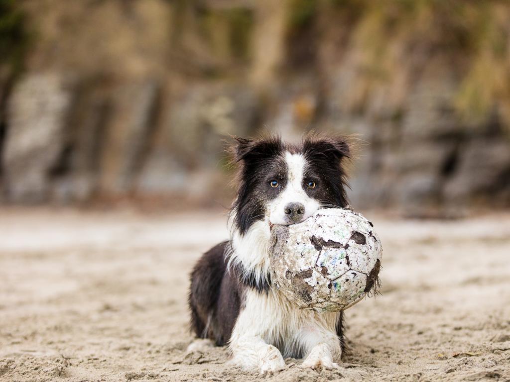 Border Collies have ranked fourth. Known for their intelligence and energy, they are a top pick for active families and rural households. Their trainability keeps them high on the list year after year. Picture: Kerry Martin/Puppy Tales Photography