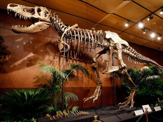 LAS VEGAS - SEPTEMBER 30:  A 66-million-year-old Tyrannosaurus rex skeleton dubbed "Samson" is displayed at the Venetian Resort Hotel Casino September 30, 2009 in Las Vegas, Nevada. The 40-foot-long female dinosaur fossil, excavated in South Dakota in 1992, contains about 170 bones and is said to be the third most complete T. rex skeleton ever unearthed. The skull currently mounted on the display is a cast replica of the 450-pound original. Thomas Lindgren, co-consulting department director of Natural History at auctioneers Bonhams & Butterfields, said the original is being displayed separately for safety reasons and as it is one of the most intact in existence makes it completely available for scientific research. Bonhams & Butterfields is hoping Samson will fetch more than USD 6 million when it is auctioned off as the centerpiece of a lot of 50 fossils on October 3 at the Venetian as part of their Natural History auction.  (Photo by Ethan Miller/Getty Images)