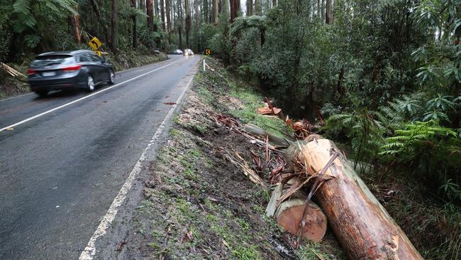 The scene where a fallen tree crushed a car on the Black Spur during wild weather in Victoria last year. Picture: David Crosling