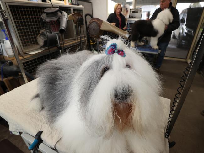 Sugar gets a bow to keep her hair from her eyes after her grooming session. Picture: David Caird