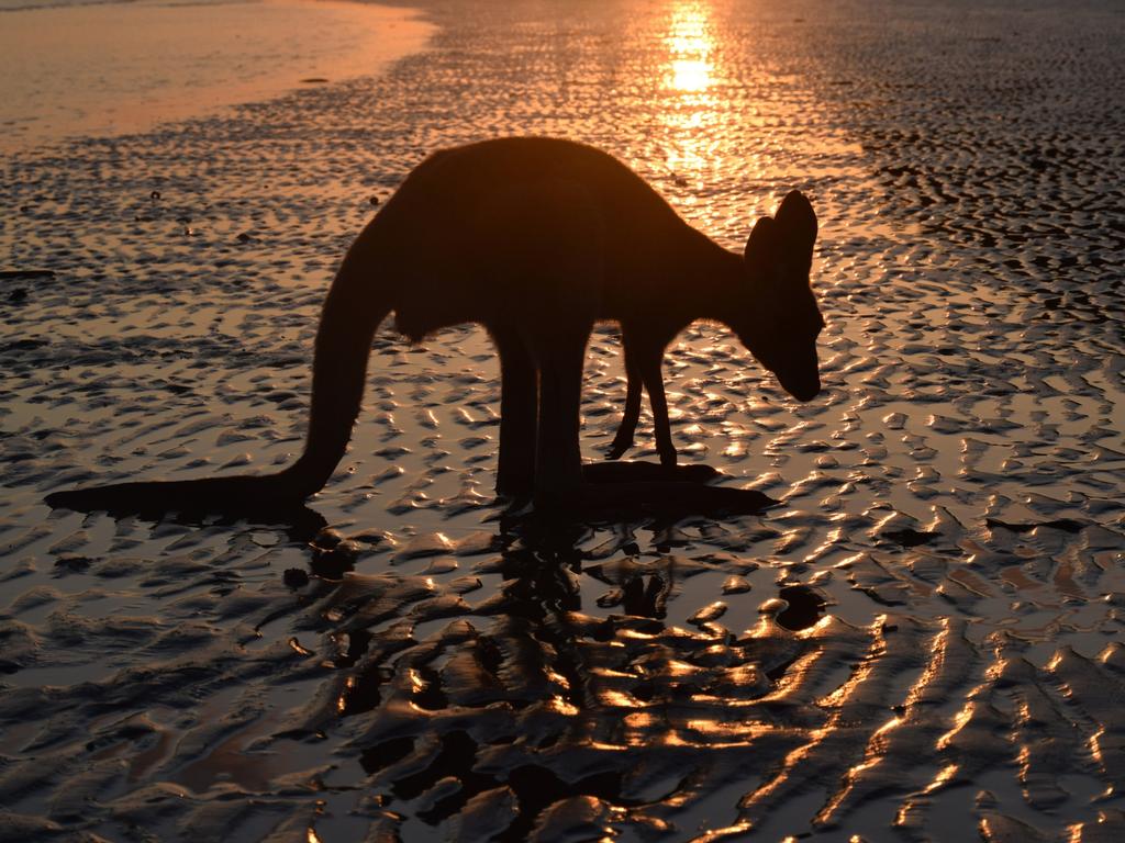 Picture: Will Dickinson/News.com.au Photo of the Week