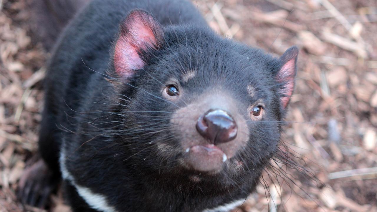 Devil facial tumour disease DFTD: Researchers’ optimism for species ...