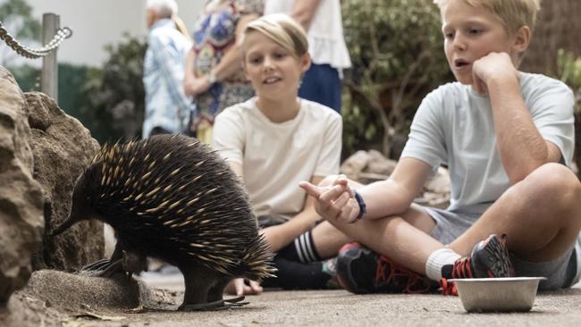 Launceston is a great place to visit with children – you can get up close to echidnas at Platypus House. Picture: Tourism Australia