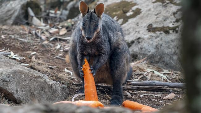 Rock wallabies typically survive bushfires but struggle with lack of food afterwards. Picture: Supplied by NSW Environment Minister Matt Kean