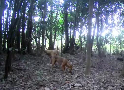 Dingoes roaming FNQ rainforest