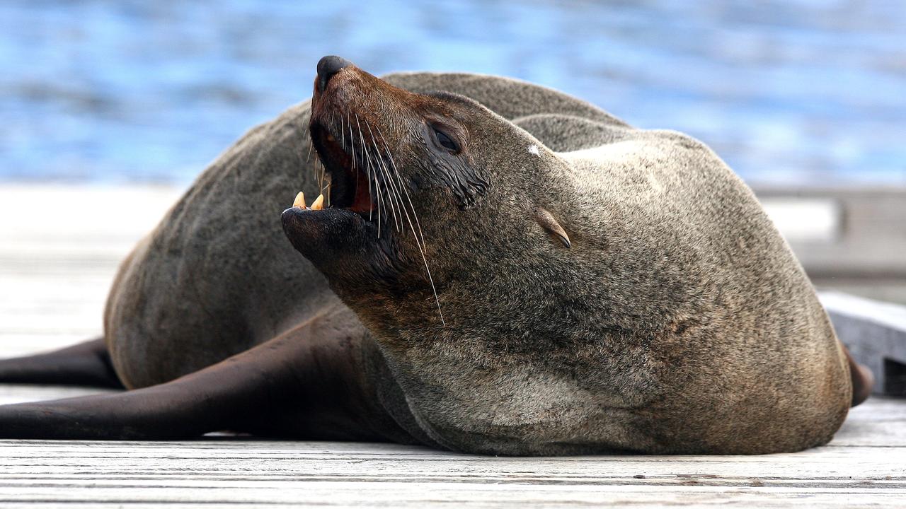 Police allege seal died from injuries inflicted by 23-year-old