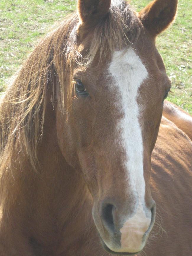 Michelle Downes’ horse Dell, who she says was left to rot in a paddock.