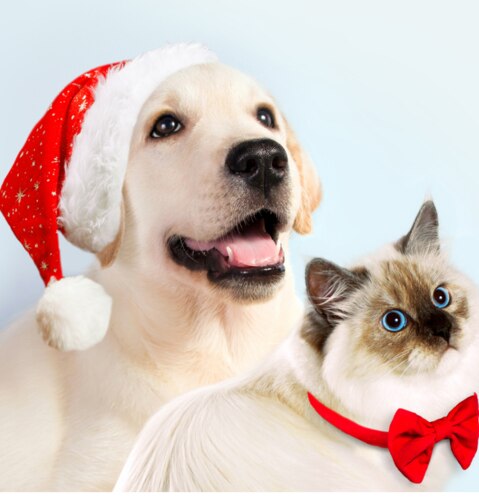 Westfield is offering Santa photos for your pets this Christmas. Picture: Westfield