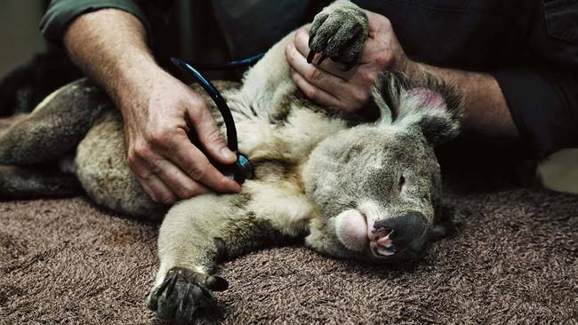 Koala at wildlife vet John Hanger’s clinic. Picture: Justine Walpole