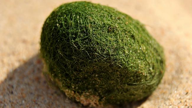 Hundreds of weird green balls have washed up at Dee Why and Long Reef beaches. Picture: Martin Lange