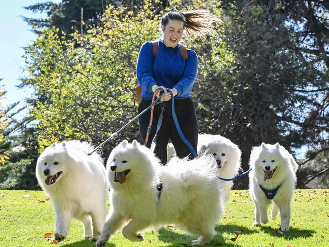 MAY 26, 2024: Rebecca Brook wrangles five Samoyeds at the RSPCA SA's Million Paws Walk 2024. Picture: Brenton Edwards