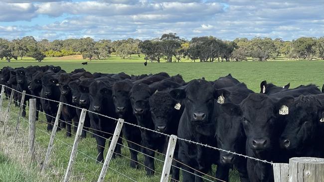 Woonallee Black Simmental bulls run at Millicent, South Australia