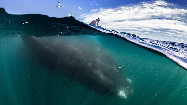 Awe-inspiring view ... A seagull is dwarfed by the massive whale. Picture: Splash/Justin Hofman  