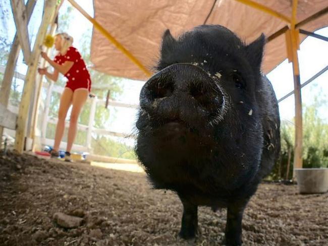 Cyrus and her pet pig. Picture: Instagram