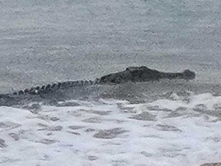 VIDEO: Croc rides the waves near shore of popular beach