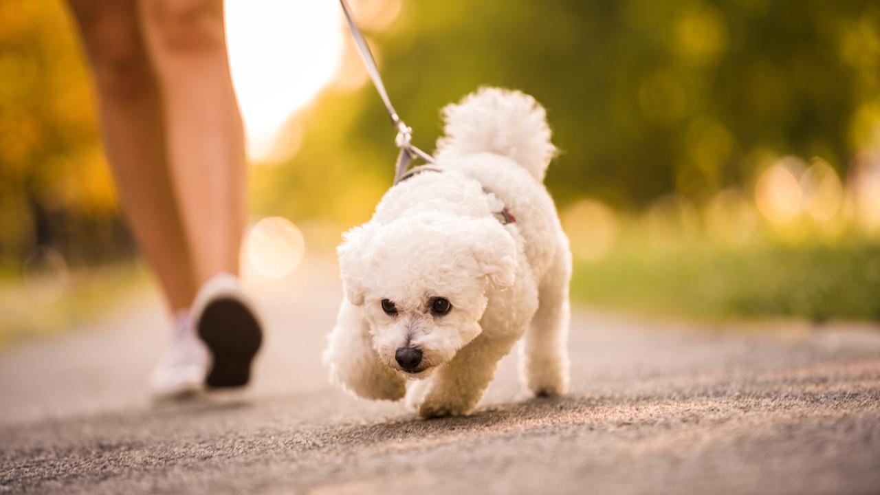 Man accused of hitting woman’s dog