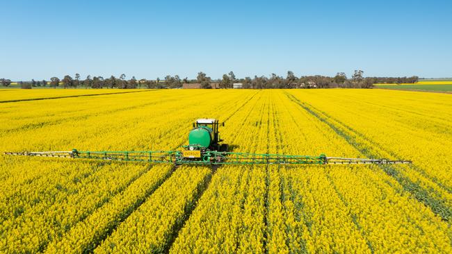 Withers aggregation at Berrigan, NSW