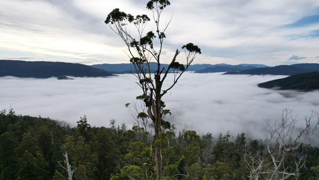 Centurion in the Huon Valley is Tasmania's tallest tree and is located in public production forest. Picture: Sustainable Timber Tasmania.