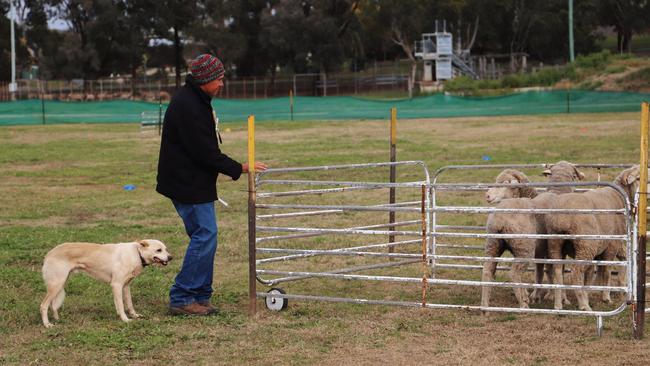 Bart in action at the Warwick Sheepdog Trials (Photo: Zilla Gordon).