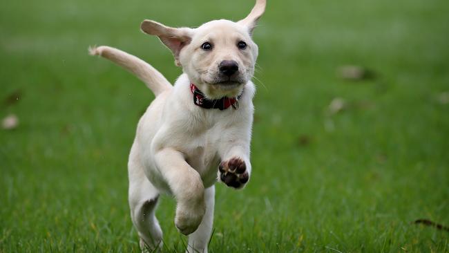 A new off leash dog park will be built in Bradbury. Picture: Toby Zerna