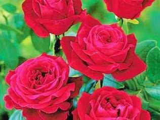 STOLEN: A red Mr Lincoln Rose potted with the buried ashes of a woman's husband has been stolen following a weekend garage sale. Picture: contributed