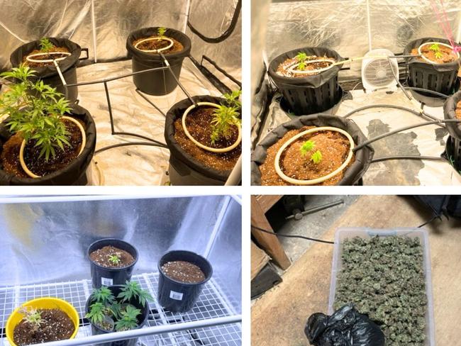 Cannabis crop. Picture: SAPOL