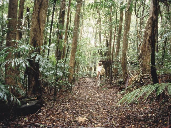 The Northern Rivers has many rainforests in their national parks.