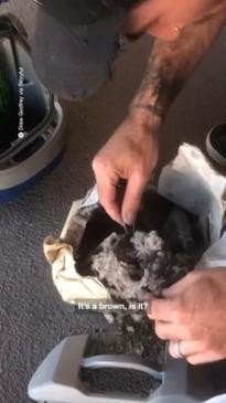 Snake Catcher Finds Venomous Snake in Vacuum Cleaner