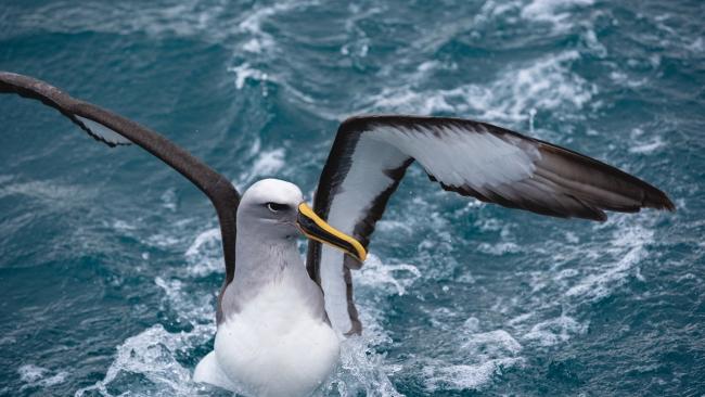 New Zealand's albatross population has fans around the world. Picture: Hayden Parsons