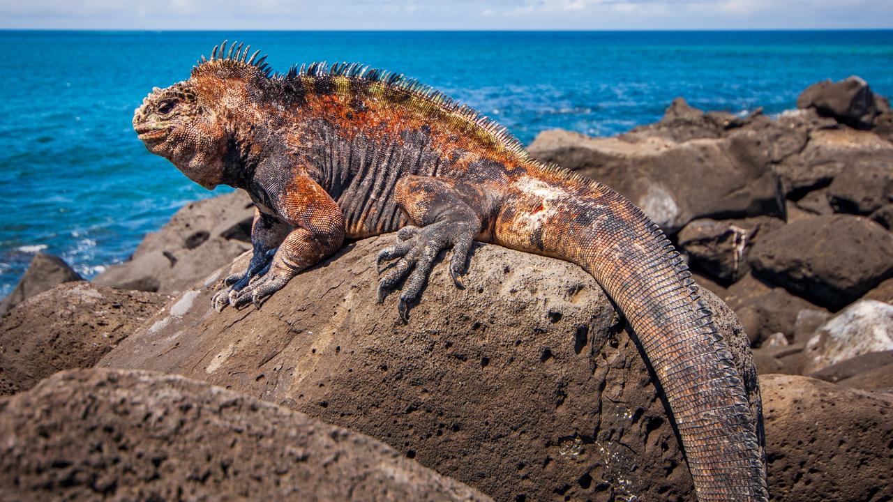 Face to face with the ‘pirates’ of the Galapagos