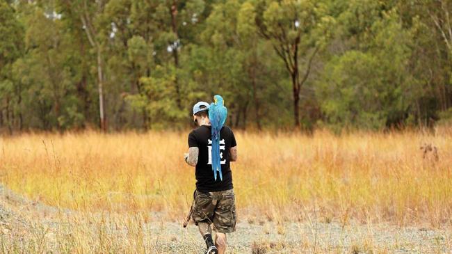 Tyson Evans has spent months learning how to train his macaw. Picture: Madison Celestin