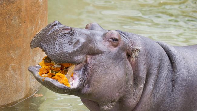 Susie the hippo: Photo: Dave Mattner, Zoos SA