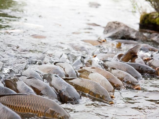 Fish name deemed ‘racist’ gets rebrand