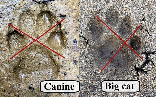 MAKING TRACKS: A cross through the print between the heel pad and outside toes can determine a dog print from a big cat print.