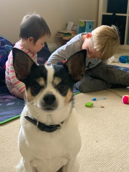 Moo Moo with Toby and Zara before they were separated. Picture: Supplied