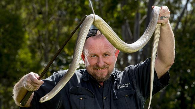 Snake mating season is underway as well. Picture: Jerad Williams