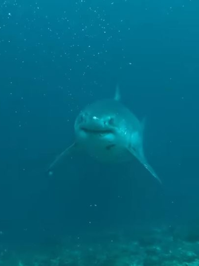 The five-metre-long shark swarm directly towards Mr Clinton. Picture: Instagram@foffo4