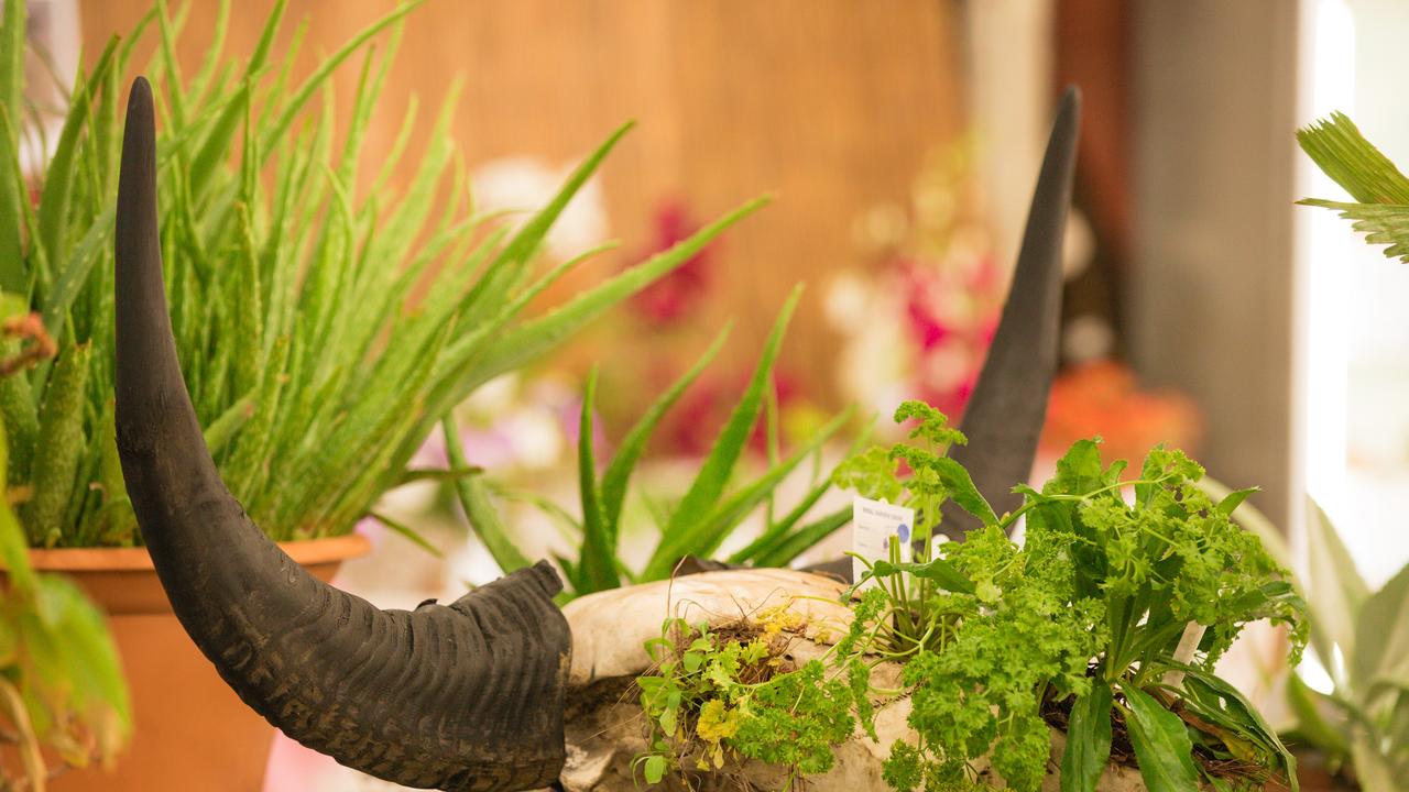 Sophie Clarke’s winning entry in the U/14s Pots of Herbs at the Darwin Show. Picture GLENN CAMPBELL