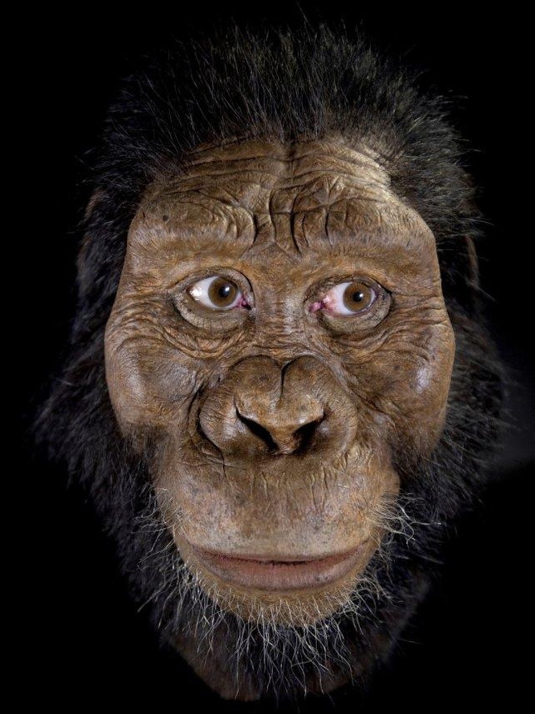 Facial reconstruction of fossilised skull of Lucy’s ancestor | KidsNews