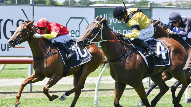 Synergize (left) looks a good chance to break his maiden at Kembla. Picture: Bradley Photos