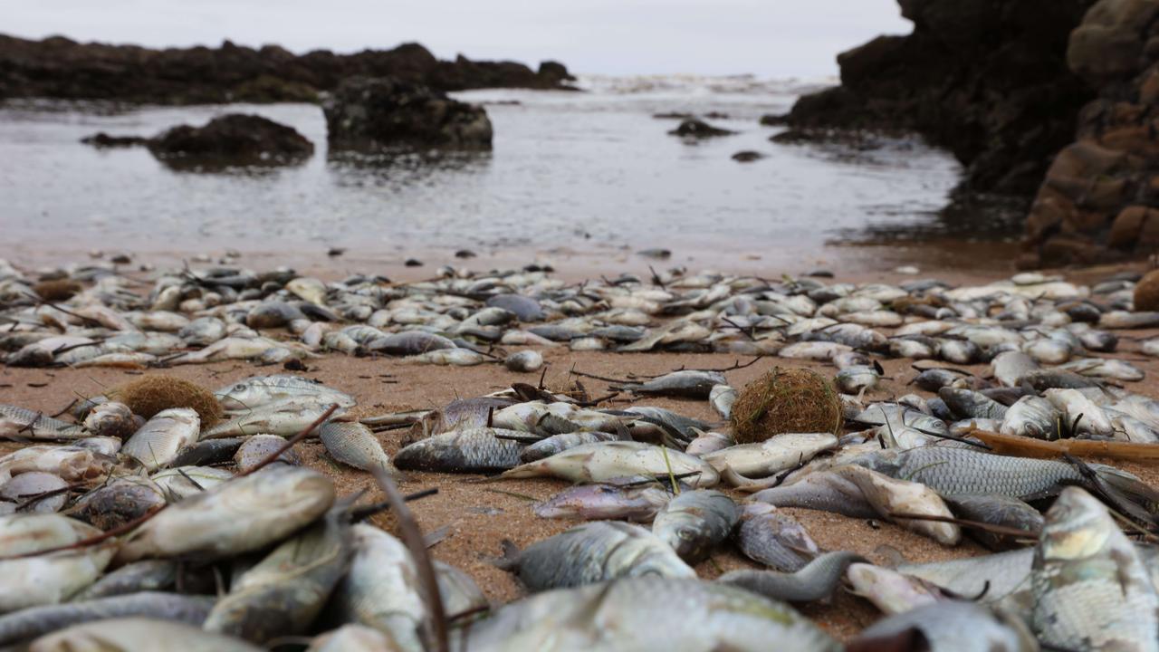 Why Are Dead Fish Washing Up At Middleton Beach? | NT News