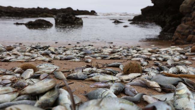 Thousands of juvenile carp and other marine life washed up on Middleton Beach from the Murray River flood waters entering the ocean. Picture Emma Brasier