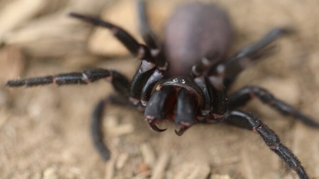 If bitten by a funnel-web spider, call an ambulance and apply a pressure immobilisation bandage.