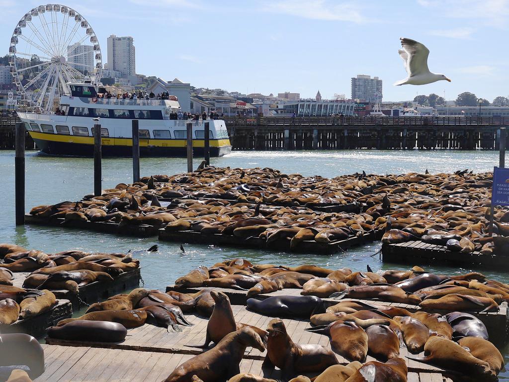 California sea lions relax on the docks at San Francisco’s Pier 39, where over 1,000 of them have gathered due to plentiful schools of anchovies and herring in the bay. This abundance helps them fuel up before the upcoming mating season. Picture: Justin Sullivan/Getty Images