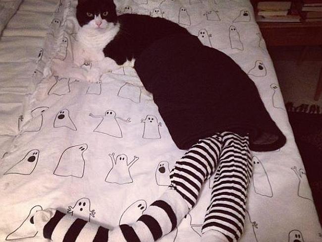 Cats in tights are the internet's latest obsession