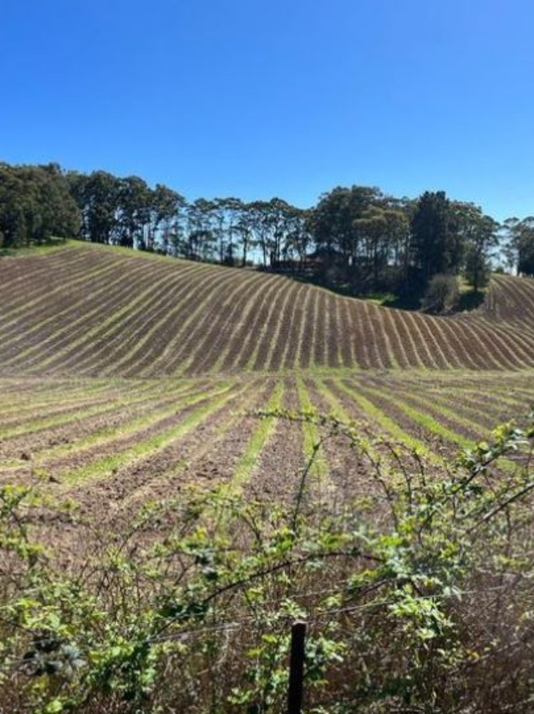 'Slowly but surely the new project is coming to life,' Mr Dennis wrote alongside a photo of a vineyard on September 17. Picture: Instagram